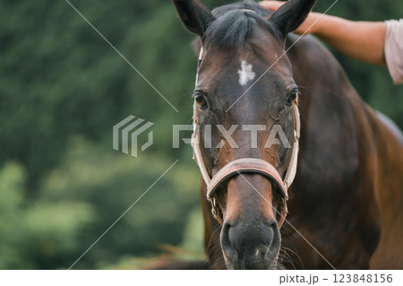 involved with horses involved with horses 123848156