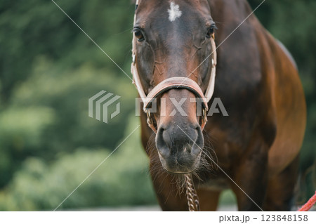 involved with horses 123848158