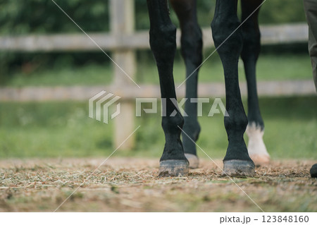 involved with horses 123848160
