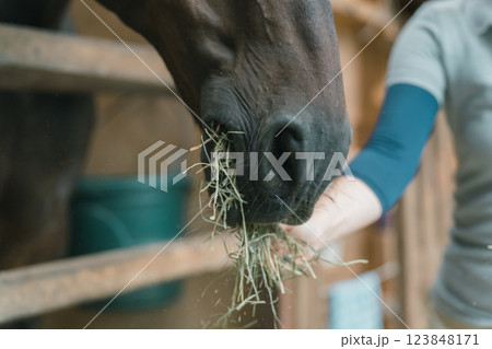 involved with horses 123848171