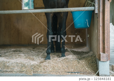 involved with horses 123848181