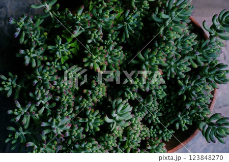 植物　サボテン　グリーン　観葉植物　インテリア 123848270