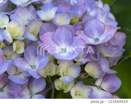 赤紫色の紫陽花の花 赤紫色の紫陽花の花 123848420