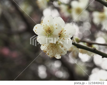 早春を告げる可憐な白梅の花 早春を告げる可憐な白梅の花 123848422