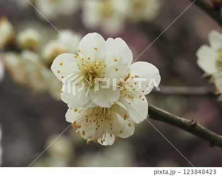 早春を告げる可憐な白梅の花 早春を告げる可憐な白梅の花 123848423