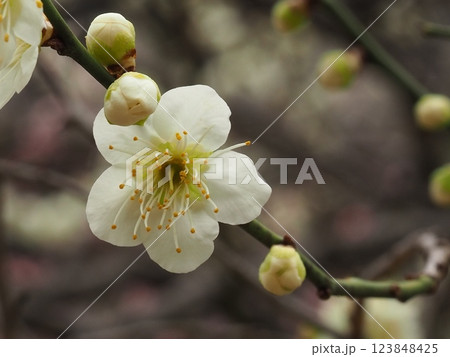 早春を告げる可憐な白梅の花 早春を告げる可憐な白梅の花 123848425