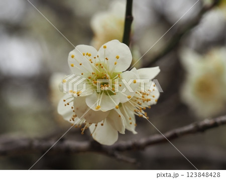 早春を告げる可憐な白梅の花 早春を告げる可憐な白梅の花 123848428