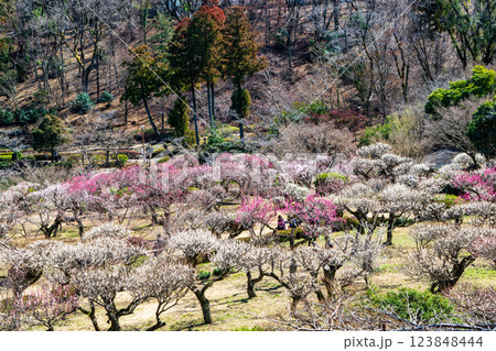 東京都町田市 薬師池公園 梅園 都指定名勝 東京都町田市 薬師池公園 梅園 都指定名勝 123848444
