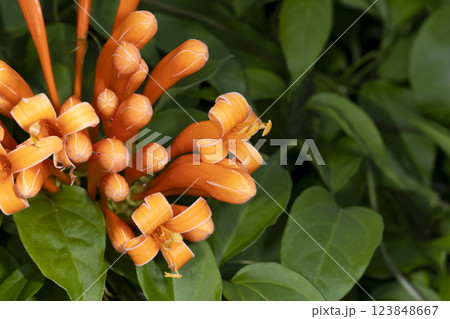 カエンカズラ カエンカズラ 123848667