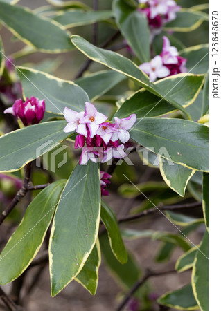 ジンチョウゲ ジンチョウゲ 123848670