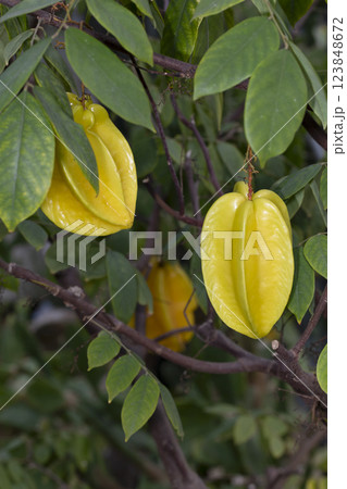 スターフルーツ 123848672