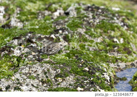 タヒバリ 123848677