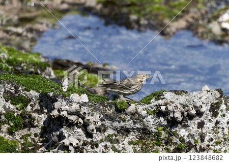 タヒバリ 123848682