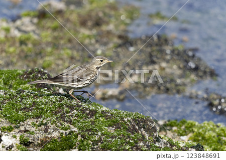 タヒバリ 123848691