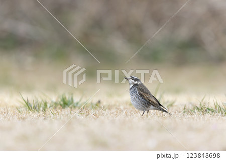ツグミ ツグミ 123848698