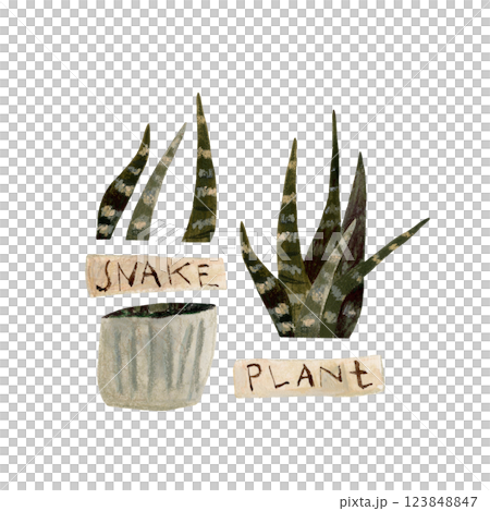 Snake plant hand drawn illustration set of pot, leaves and text plate. Color illustration of Sansevieria Trifasciata Laurentii. Interior plant. 123848847