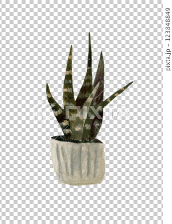 Snake plant hand drawn illustration. Color illustration of Sansevieria Trifasciata Laurentii. Interior plant. Snake plant hand drawn illustration. Color illustration of Sansevieria Trifasciata Laurentii. Interior plant. 123848849