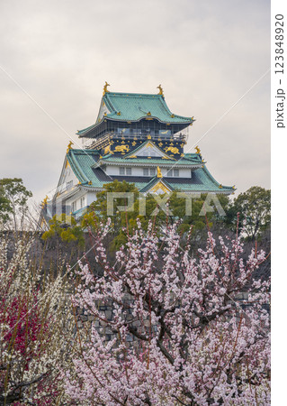 大阪城梅林　満開の梅と夕景に映える大阪城天守閣 123848920