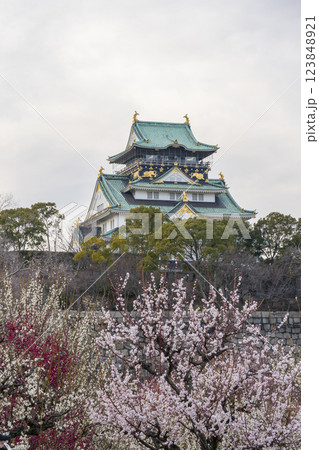 大阪城梅林　満開の梅と夕景に映える大阪城天守閣 123848921