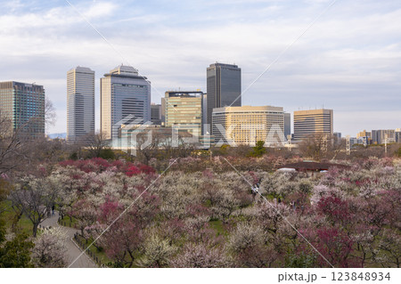 大阪城梅林　満開の梅と夕日に照らされる大阪ビジネスパーク 123848934