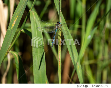 マダラヤンマ 123848989