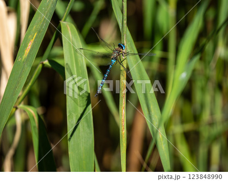 マダラヤンマ 123848990