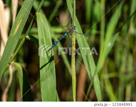 マダラヤンマ 123848991