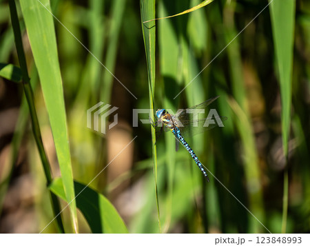 マダラヤンマ 123848993