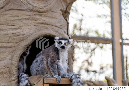 カメラ目線のワオキツネザル カメラ目線のワオキツネザル 123849025