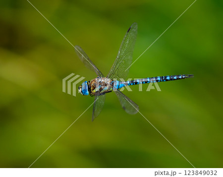 マダラヤンマ 123849032