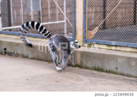 飛び跳ねているワオキツネザルの姿 飛び跳ねているワオキツネザルの姿 123849038
