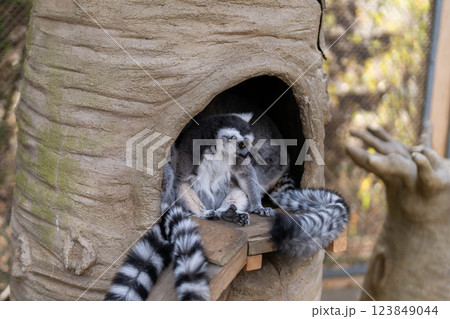 巣穴から沢山のしっぽが出ているワオキツネザル 巣穴から沢山のしっぽが出ているワオキツネザル 123849044