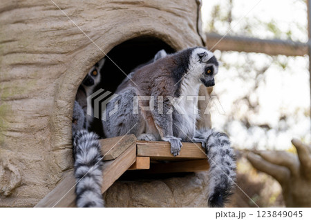 巣穴に隠れるワオキツネザルの群れ 巣穴に隠れるワオキツネザルの群れ 123849045