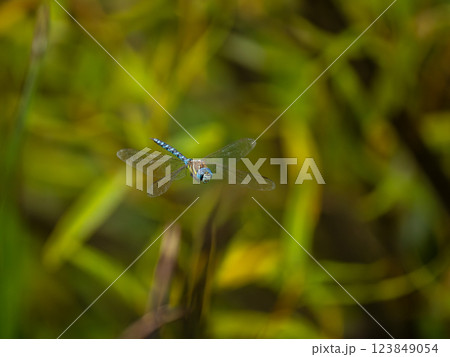 マダラヤンマ 123849054