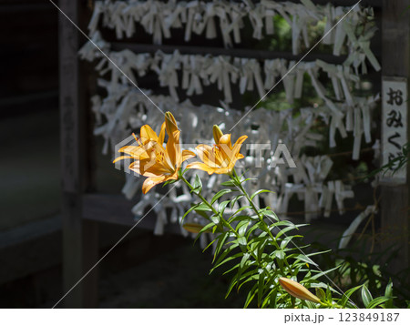 神社に咲くスカシユリと御神籤 神社に咲くスカシユリと御神籤 123849187