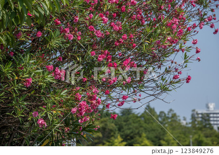 富岡並木ふなだまり公園　神奈川県横浜市金沢区富岡東 123849276