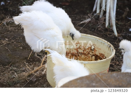 餌を食べているウコッケイ 123849320