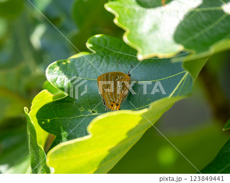 ウラミスジシジミ ウラミスジシジミ 123849441