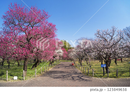 東京　府中郷土の森公園の梅林 123849638