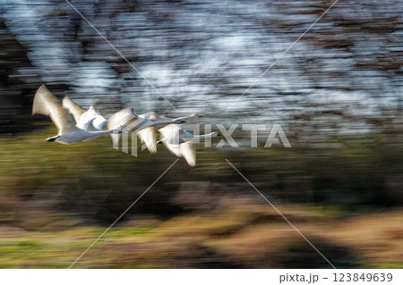 水面を飛ぶ白鳥 123849639