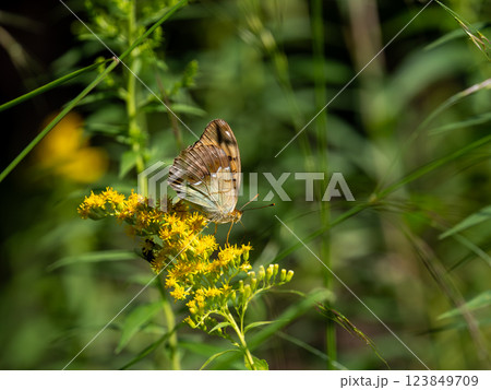 ウラギンスジヒョウモン ウラギンスジヒョウモン 123849709