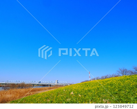 春の国府台江戸川河川敷から見た鉄橋と菜の花 123849712