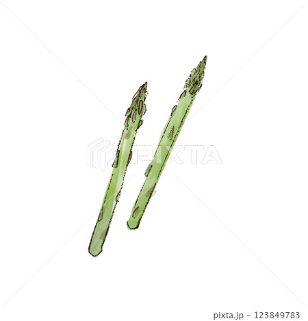 アスパラガスのイラスト　水彩風 123849783