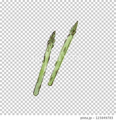 アスパラガスのイラスト　水彩風 123849783