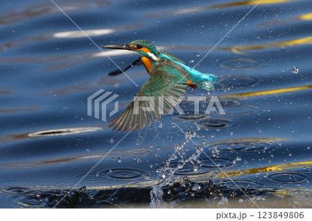 埼玉県川越市池辺 川越水上公園 修景池(ボート池)で獲物の小魚を狙ってダイブした後出てきたカワセミ 埼玉県川越市池辺 川越水上公園 修景池(ボート池)で獲物の小魚を狙ってダイブした後出てきたカワセミ 123849806