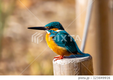 埼玉県川越市池辺　川越水上公園　修景池（ボート池）の水辺にとまるカワセミ 123849916