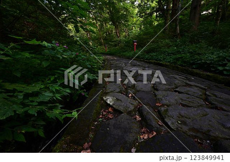 新緑の大神山神社 123849941