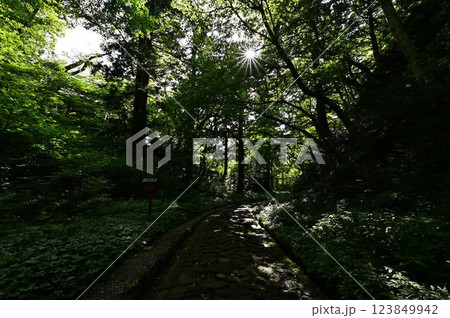 新緑の大神山神社 123849942