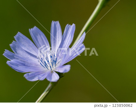 紫の花 紫の花 123850062