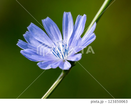 紫の花 紫の花 123850063